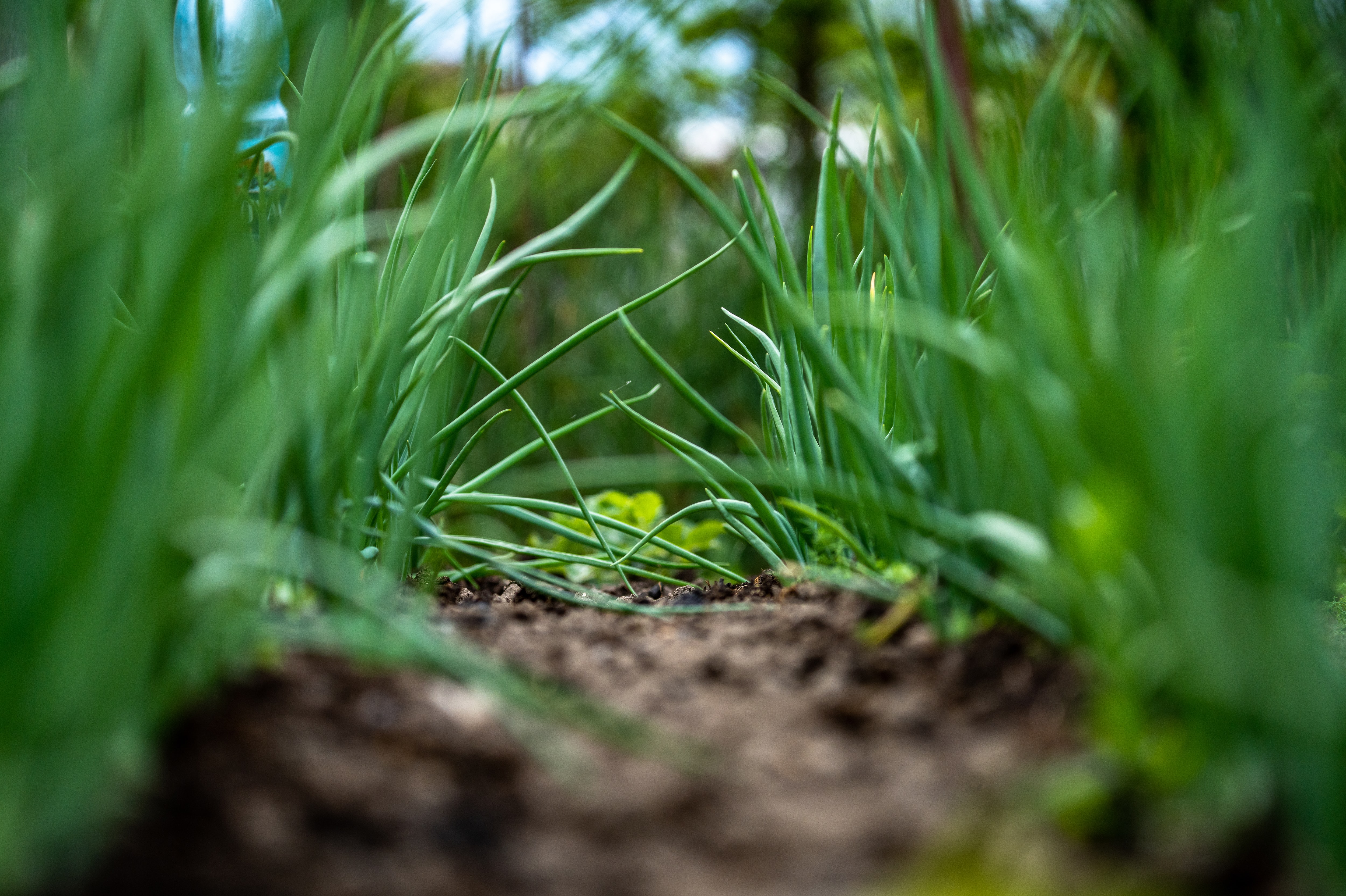 La travesía de los SinJardines