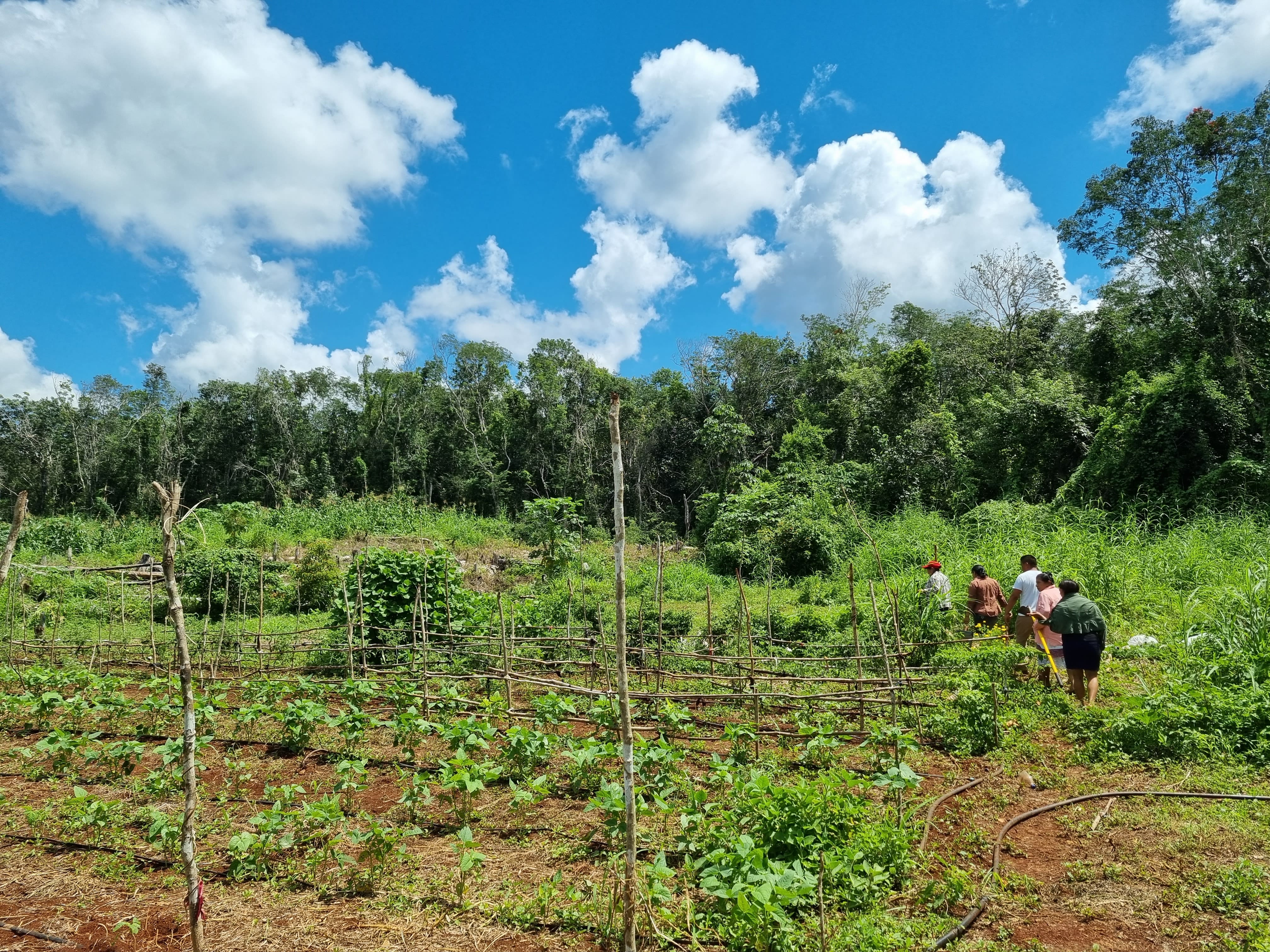 <p>Implementamos sistemas agroecológicos sustentables y de reforestación para contribuir a la conservación del medio.</p>